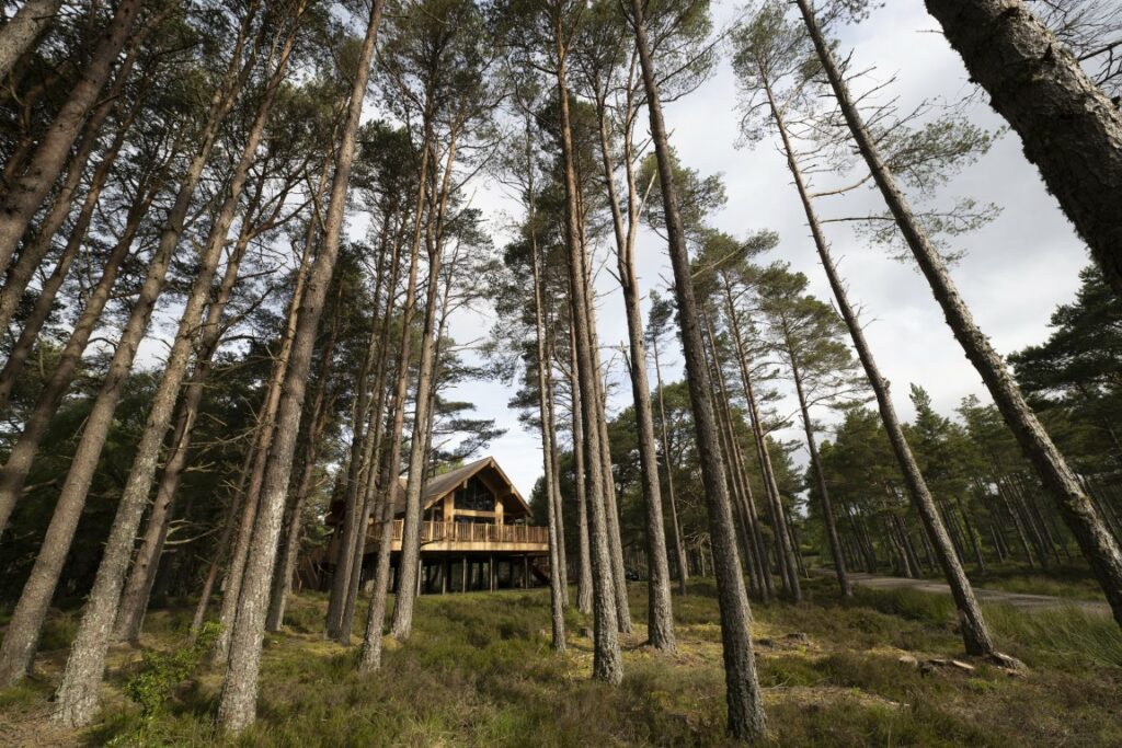 The Treehouse 1